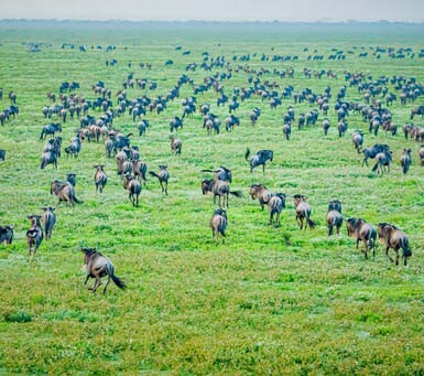 Luxury Tanzania Safari in Ngorongoro Crates